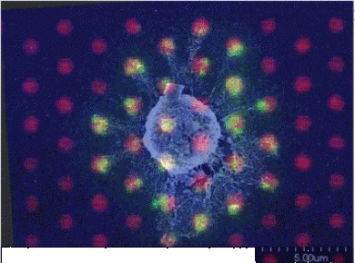 Research Images